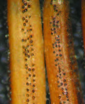 Figure 3: Rhizosphaera pycnidia appear as tiny raised, grayish bumps topped with white waxy caps. (Photo: Paul Bachi, University of Kentucky)